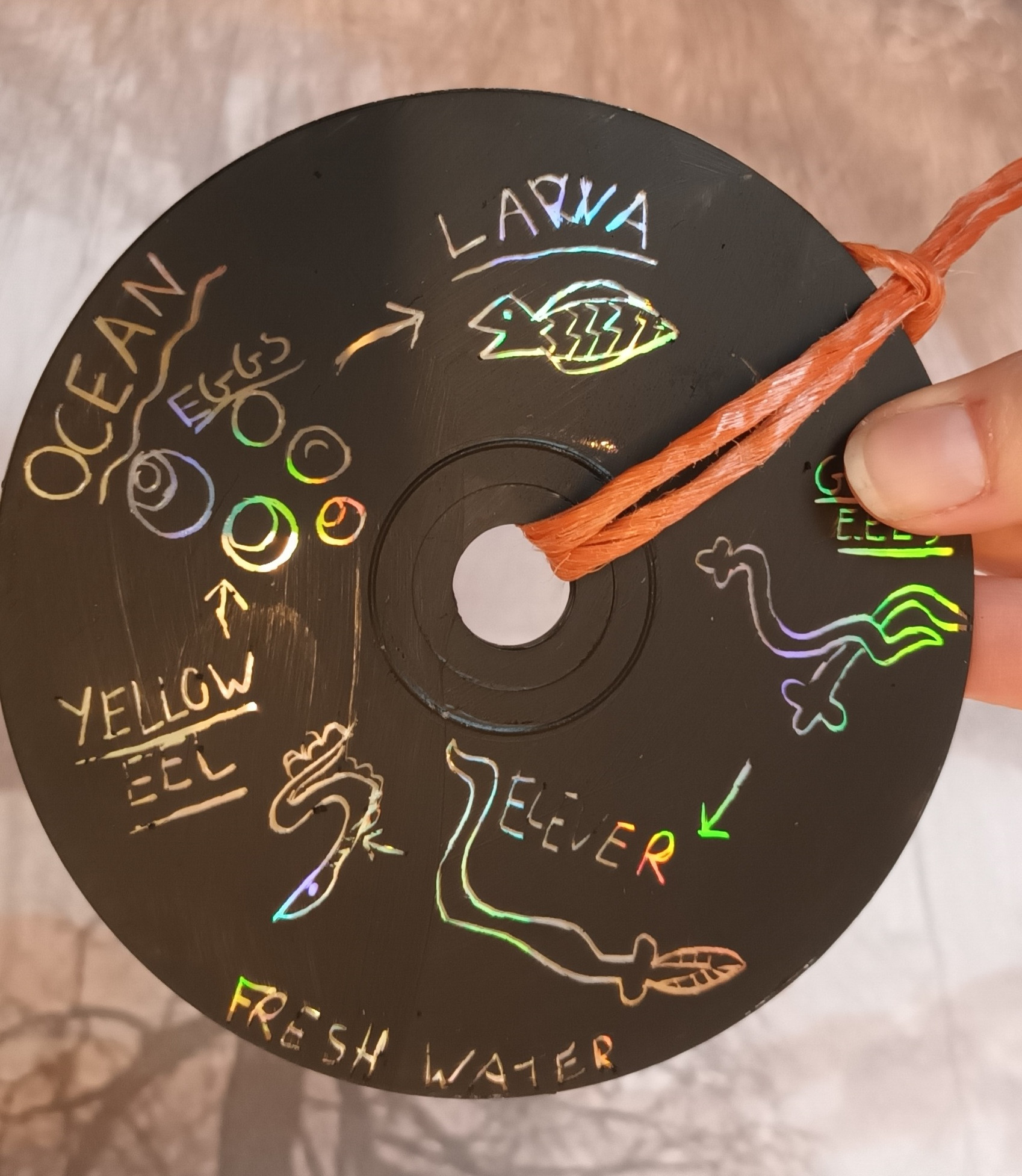 wild eel sun catcher