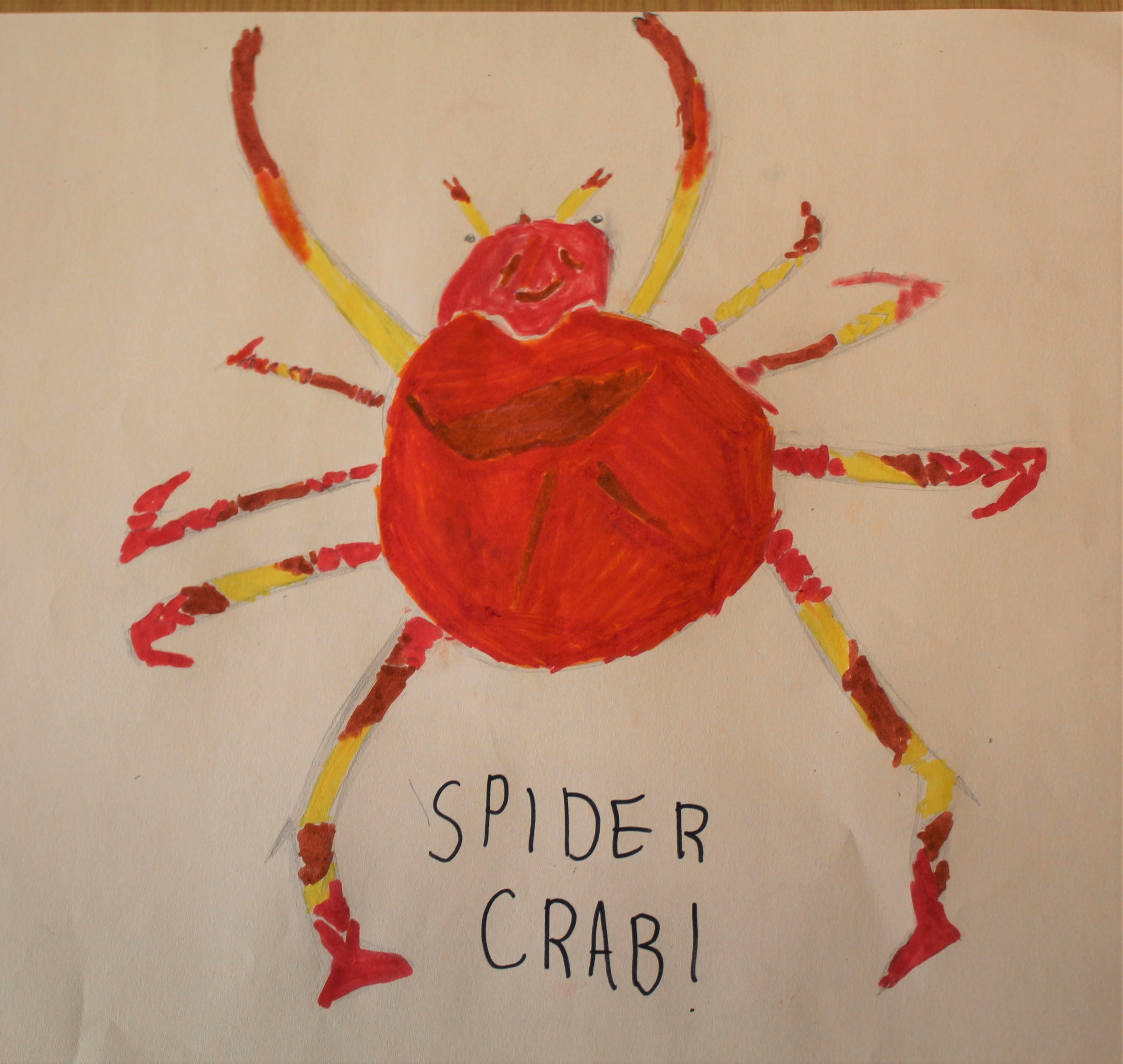 Spider Crab