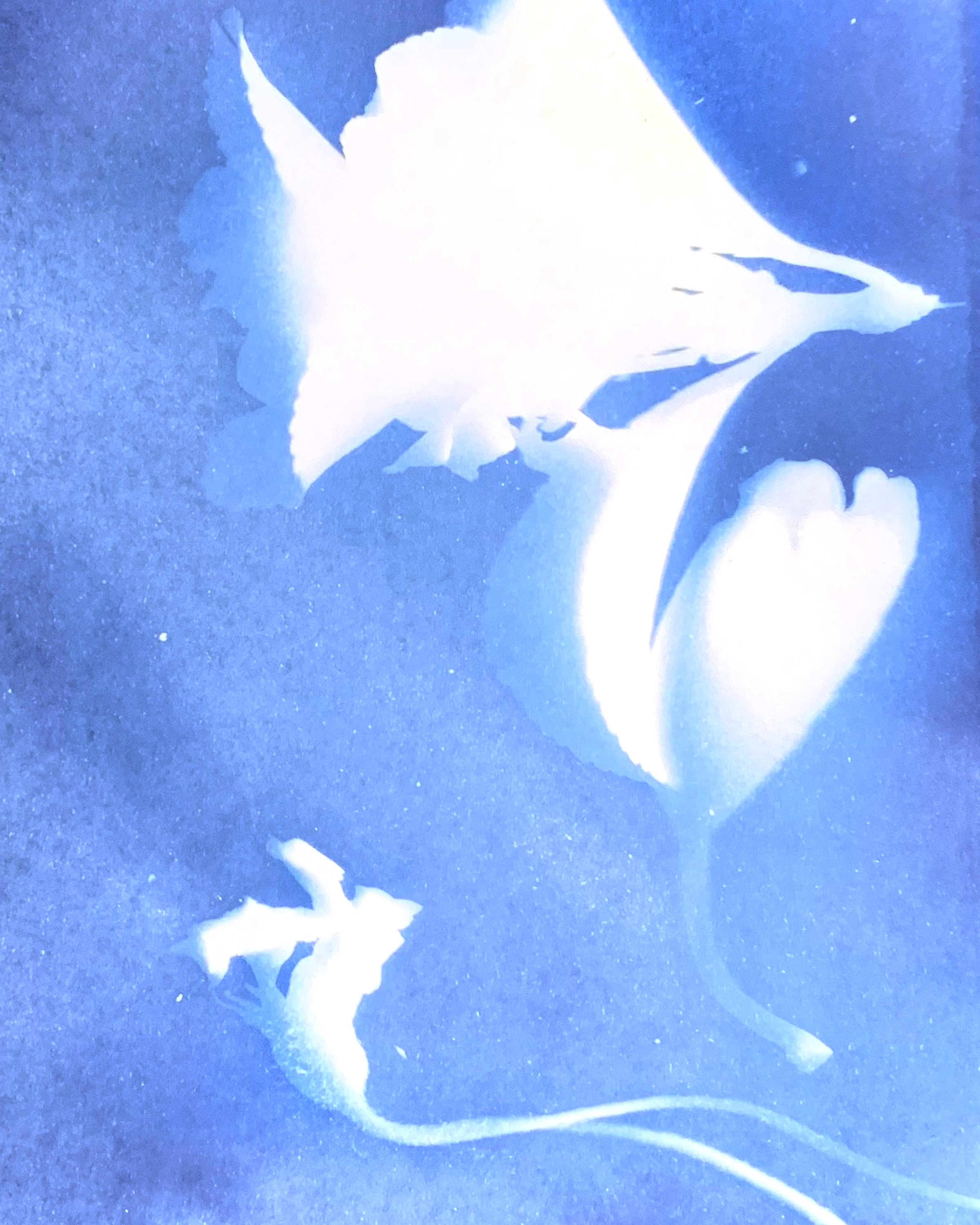 Leaves and Buttercup