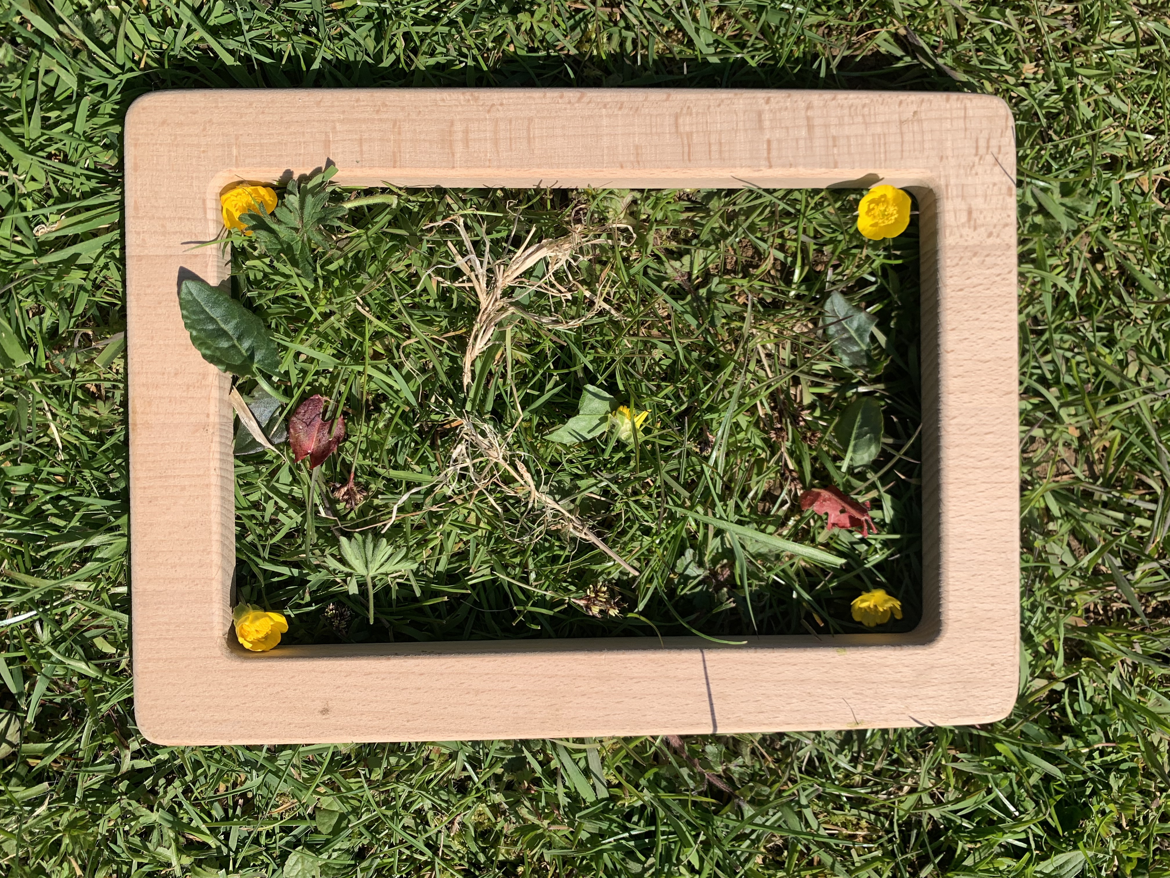 buttercup composition 